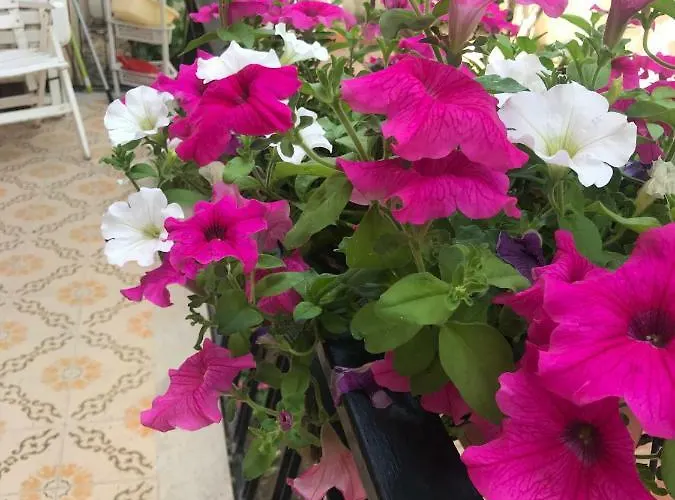 Simple And Very Daire Olbia